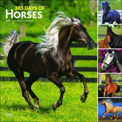 365 Days of Horses 2027 Square Wall Calendar