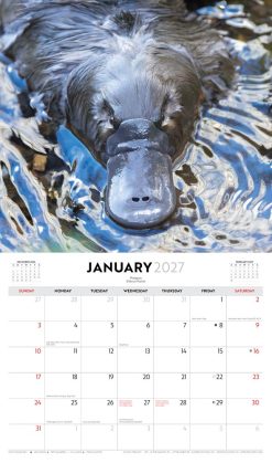 Australian Wildlife - Steve Parish 2027 Landscape Wall Calendar - Image 3