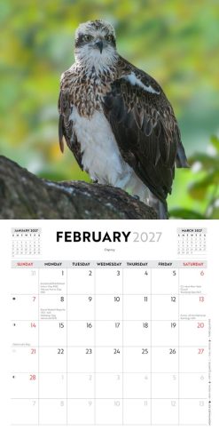 Australian Birds - Steve Parish 2027 Mini Square Wall Calendar - Image 4