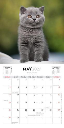 Cute Kittens 2027 Mini Square Wall Calendar - Image 3