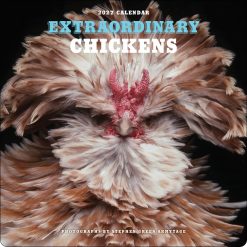 Extraordinary Chickens 2027 Square Wall Calendar