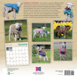 Alternative view of Lambies in Jammies & Goats in Coats 2027 Square Wall Calendar