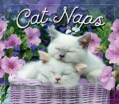 Cat Naps 2027 Boxed Desk Calendar