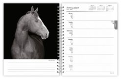 The Horse, The Noble, The BrownTrout Portrait Series 2027 Engagement - Image 3
