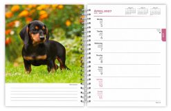 Dachshunds 2027 Engagement - Image 3