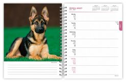 German Shepherds 2027 Engagement - Image 3