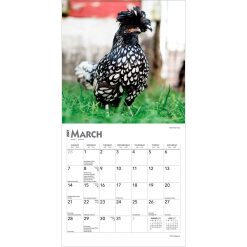 Chickens 2027 Mini Square Wall Calendar - Image 3