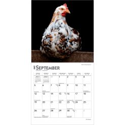 Chickens 2027 Mini Square Wall Calendar - Image 4