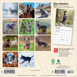 Alternative view of Blue Heelers 2027 Mini Square Wall Calendar
