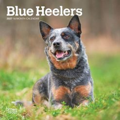 Blue Heelers 2027 Mini Square Wall Calendar