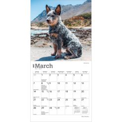 Blue Heelers 2027 Mini Square Wall Calendar - Image 3