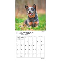 Blue Heelers 2027 Mini Square Wall Calendar - Image 4