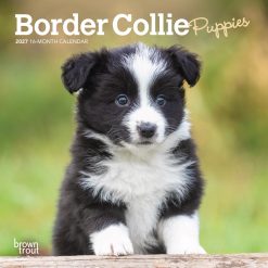 Border Collie Puppies 2027 Mini Square Wall Calendar