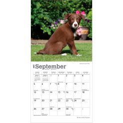 Border Collie Puppies 2027 Mini Square Wall Calendar - Image 4