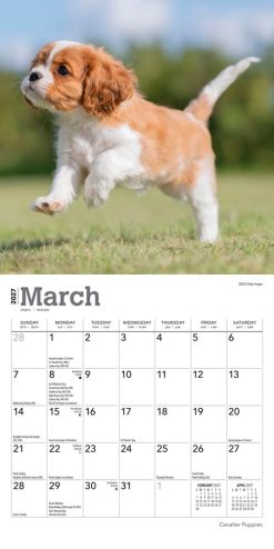 Cavalier King Charles Spaniel Puppies 2027 Mini Square Wall Calendar - Image 3