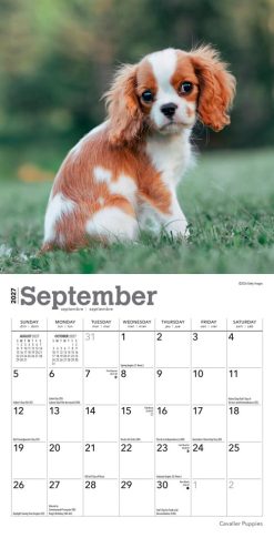 Cavalier King Charles Spaniel Puppies 2027 Mini Square Wall Calendar - Image 4