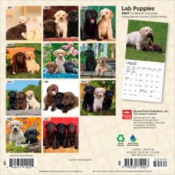 Alternative view of Lab Puppies 2027 Mini Square Wall Calendar