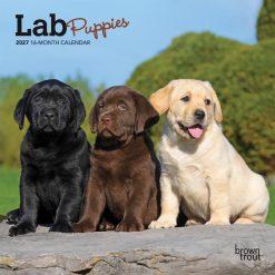 Lab Puppies 2027 Mini Square Wall Calendar