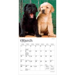 Lab Puppies 2027 Mini Square Wall Calendar - Image 3