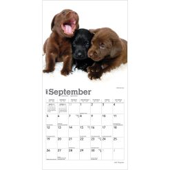 Lab Puppies 2027 Mini Square Wall Calendar - Image 4