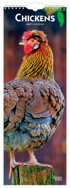 Chickens 2027 Slimline Wall Calendar