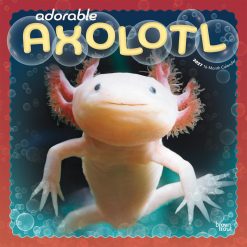 Adorable Axolotl 2027 Square Wall Calendar