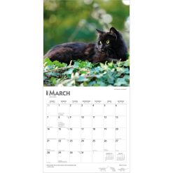 Black Cats 2027 Square FOIL Wall Calendar - Image 3