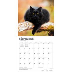Black Cats 2027 Square FOIL Wall Calendar - Image 4
