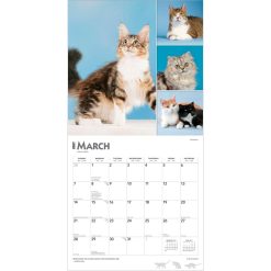 Cat Lovers 2027 Square FOIL Wall Calendar - Image 3