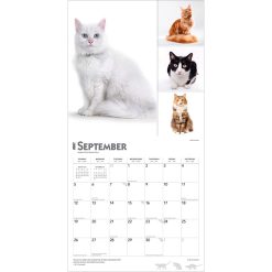 Cat Lovers 2027 Square FOIL Wall Calendar - Image 4