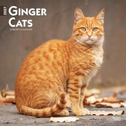 Ginger Cats 2027 Square Wall Calendar