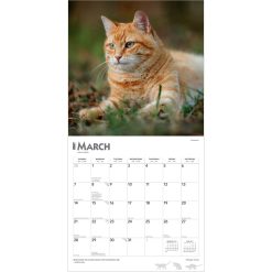 Ginger Cats 2027 Square Wall Calendar - Image 3