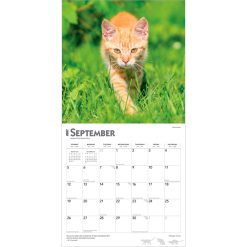 Ginger Cats 2027 Square Wall Calendar - Image 4