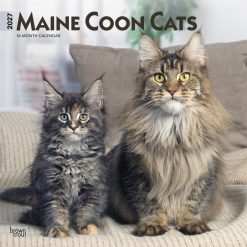 Maine Coon Cats 2027 Square Wall Calendar
