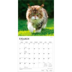 Maine Coon Cats 2027 Square Wall Calendar - Image 3
