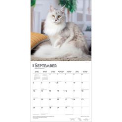 Maine Coon Cats 2027 Square Wall Calendar - Image 4