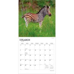 Baby Animals 2027 Square Wall Calendar - Image 3