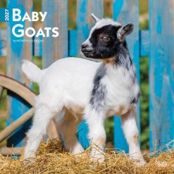 Baby Goats 2027 Square Wall Calendar