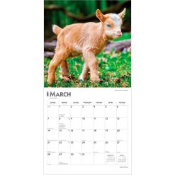 Baby Goats 2027 Square Wall Calendar - Image 3