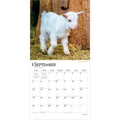 Baby Goats 2027 Square Wall Calendar - Image 4