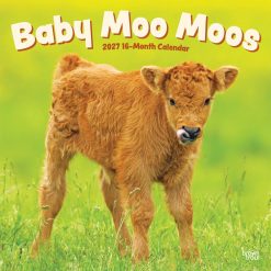 Baby Moo Moos 2027 Square Wall Calendar