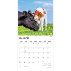 Baby Moo Moos 2027 Square Wall Calendar - Image 3