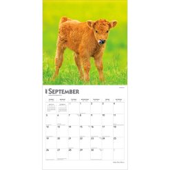 Baby Moo Moos 2027 Square Wall Calendar - Image 4