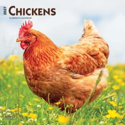 Chickens 2027 Square Wall Calendar