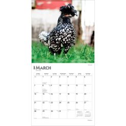 Chickens 2027 Square Wall Calendar - Image 3