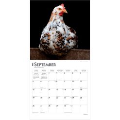 Chickens 2027 Square Wall Calendar - Image 4