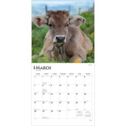 Cows 2027 Square Wall Calendar - Image 3