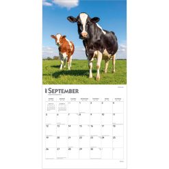 Cows 2027 Square Wall Calendar - Image 4