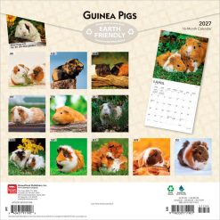Alternative view of Guinea Pigs 2027 Square Wall Calendar