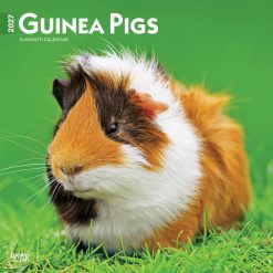 Guinea Pigs 2027 Square Wall Calendar
